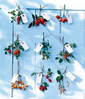 Varieties of rose hips with name tags