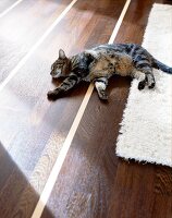 Eine Katze liegt auf dem Boden, halb auf Parkett, halb auf einem Teppich