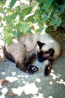 Siamkatze liegt im Schatten unter einem Strauch.