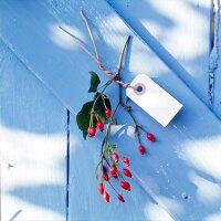 Small cardboard sign with branch of rose hip on blue wooden surface
