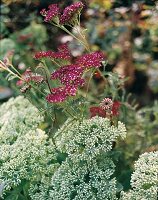 Fetthenne mit Knospen und Rote Achillea, Schafgarbe