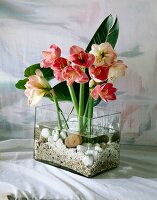 Amaryllis in glass container with pebbles and stones