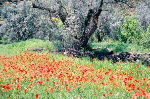 Olive tree and red poppies in field, Alpujarras valley, Almeria, Spain