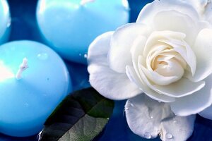 Close-up of blue floating candles and white rose