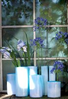 Blue vases with blue agapanthus