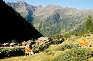 View of huts in mountain and cattle grazing from over the valley, East Tyrol