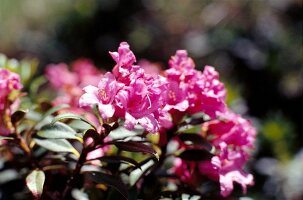 Osttirol: Almrausch-Blüte in rosarot 