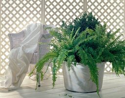 Fern and boxwood in pots beside rattan chairs with white cloth