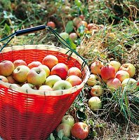 Apfelsorte Danziger Kantapfel in rotem Korb auf Wiese