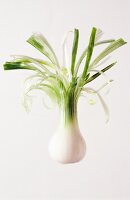 Close-up of spring onion against white background