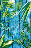 Close-up of different leaves on blue wooden boards