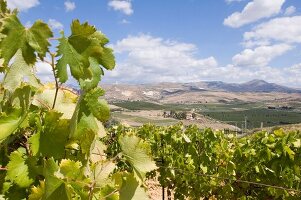 Blick durch Rebstöcke auf sizilianische Weinlandschaft