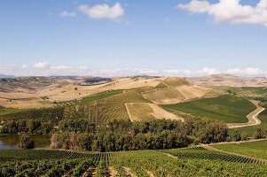Blick auf sizilianische Weinlandschaft, Weingut Regaleali
