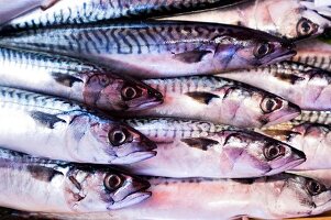 Close-up of freshly caught fish