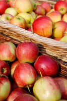 Ein Korb voller Äpfel aus der Vaude, Schweiz.
