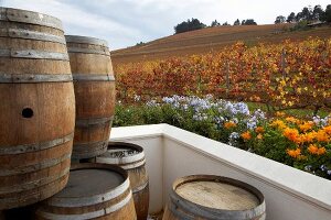Wooden casks with colourful flower and vineyards in background, Meinert, South Africa