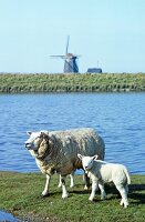 Schaf und Lamm am Ufer, Gras, Mühle im Hintergrund