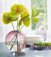 Green anthuriums in pink vase on table