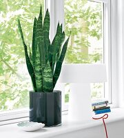 Green potted plant on white window sill