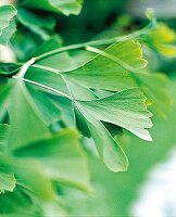 Ginkoblätter, Ginkobaum, Ginkgo, zweigeteilt, asiatischer Baum