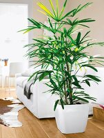 Palm pot near white sofa, blurred image