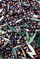 Close-up of fresh olives