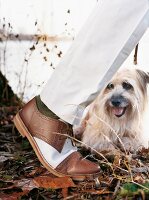 braun-weißer Schuh, sitzender Hund am See