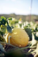 Honigmelone auf dem Feld, X 