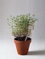 Thyme in a clay pot against white background