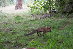 Fox in National park Kellerwald-Edersee, Hesse, Germany