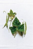 Bean with leaf and flower on white background