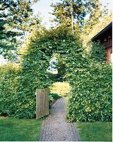 Buchsbogen über Gartenweg 