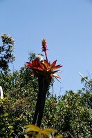 Exotic plant in Costa Rica