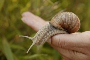 Weinbergschnecke auf einer Hand, streckt die Fühler aus