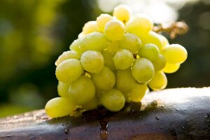 Close-up of green grapes in sun and water drops on it