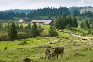 View of Hotel Hormoss Alpe and cattle grazing in meadow, Bavaria, Germany