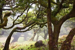 Madeira: Märchenhafter Lorbeerwald, grün