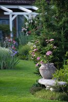 Garten grün, Tongefäß, Clematis- Blüten pink, sommerlich