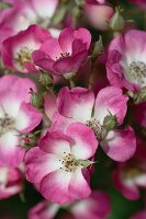 Close-up of pink rosa moschata