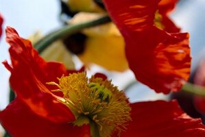 Close-up of red bloomed poppies with yellow flower head
