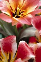 geöffnete Tulpen, Blätter rot weiss, Stempel gelb.