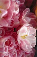 Close - up von vielen rosanen geöffenten Tulpenblüten.