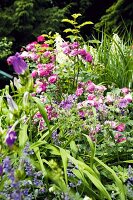 Bluebells, purple cranesbills and roses in garden