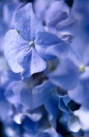 Close-up of petals of purple hydrangea