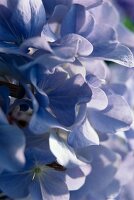 lila Hortensien, close-up Blütenblätter
