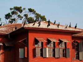 Birds sitting on red wood rooftop at Bosphorus shore, Istanbul, Turkey