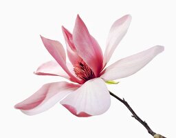Close-up of magnolia campbellii flower on white background