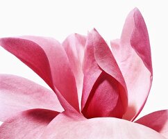 Close-up of magnolia campbellii flower on white background