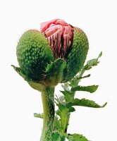 Close-up of mohnknospe flower on white background