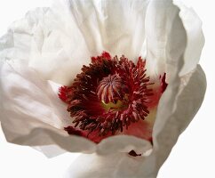 Close-up of perry white flower on white background